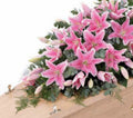 Sweetheart Casket Spray